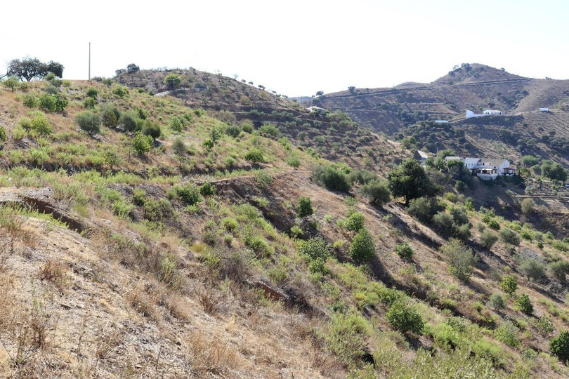 Large plot of land dotted with around 700 Avocado trees in the Alora countryside.